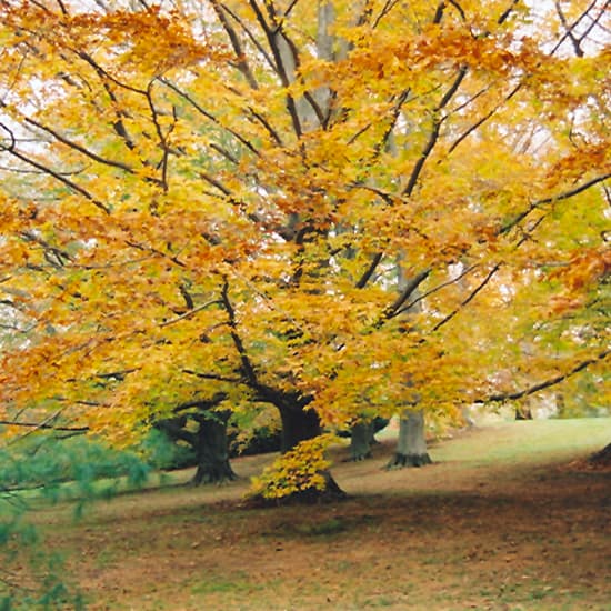 NetPS Plant Finder (www.netpsplantfinder.com)