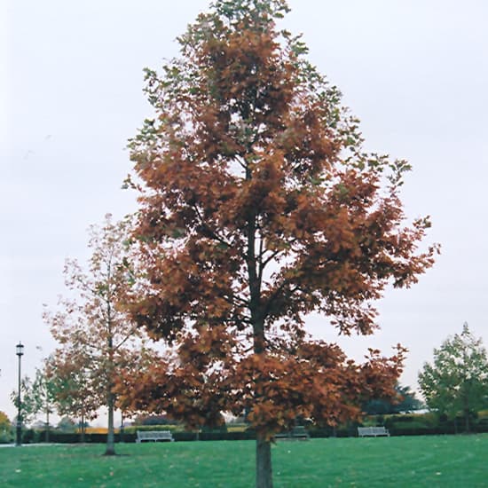 NetPS Plant Finder (www.netpsplantfinder.com)