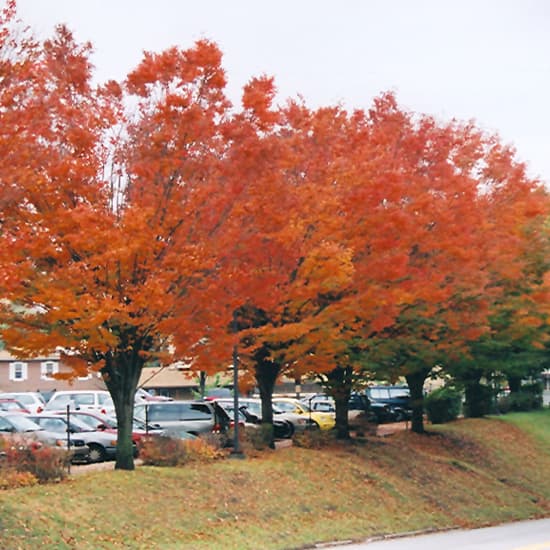 NetPS Plant Finder (www.netpsplantfinder.com)