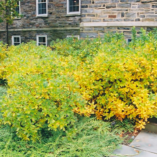 NetPS Plant Finder (www.netpsplantfinder.com)