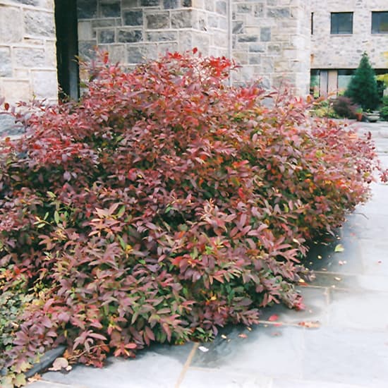 NetPS Plant Finder (www.netpsplantfinder.com)