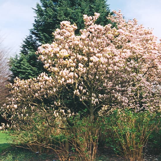 NetPS Plant Finder (www.netpsplantfinder.com)