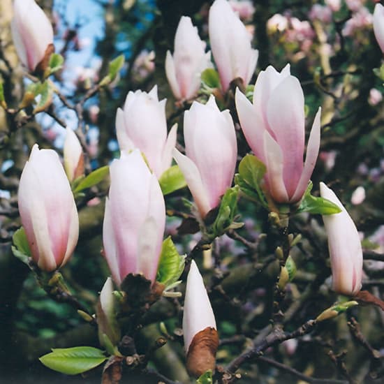 NetPS Plant Finder (www.netpsplantfinder.com)