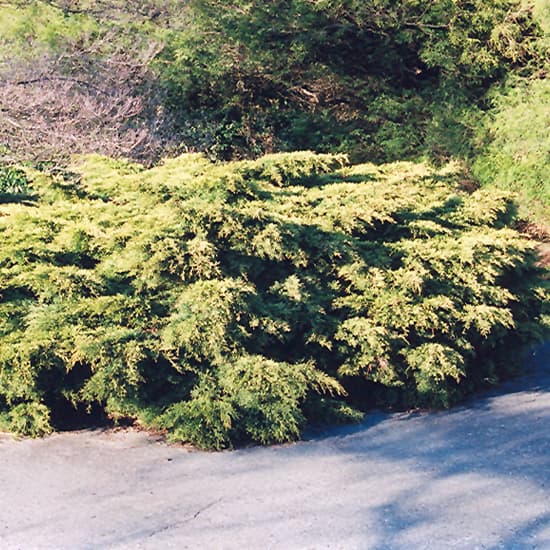 NetPS Plant Finder (www.netpsplantfinder.com)