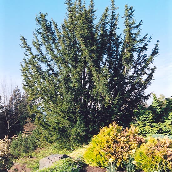 NetPS Plant Finder (www.netpsplantfinder.com)