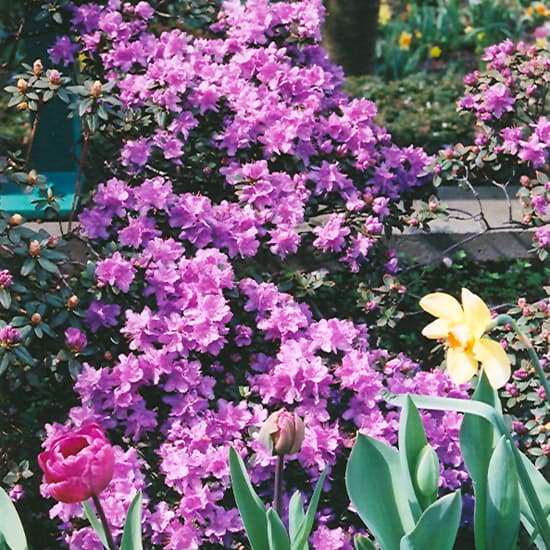 NetPS Plant Finder (www.netpsplantfinder.com)