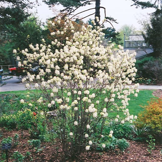 NetPS Plant Finder (www.netpsplantfinder.com)