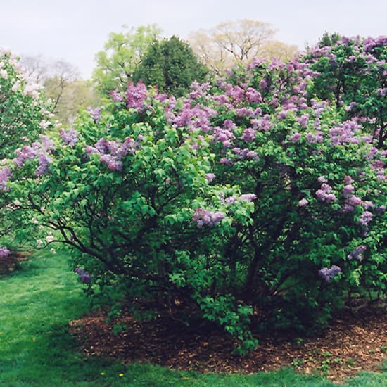 NetPS Plant Finder (www.netpsplantfinder.com)