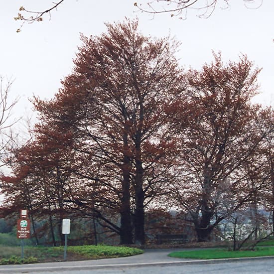 Beech Copper