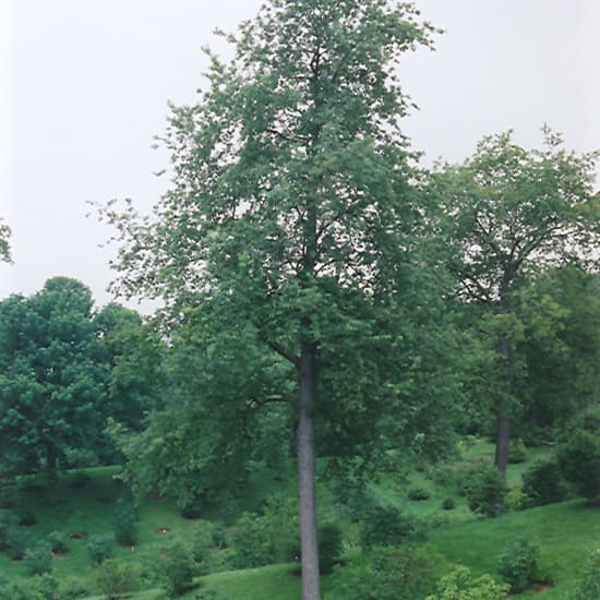 NetPS Plant Finder (www.netpsplantfinder.com)