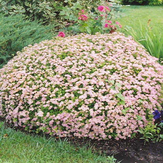 NetPS Plant Finder (www.netpsplantfinder.com)