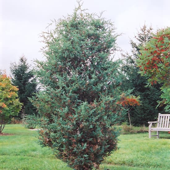 Juniper Hetzi Columnaris