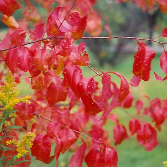 NetPS Plant Finder (www.netpsplantfinder.com)