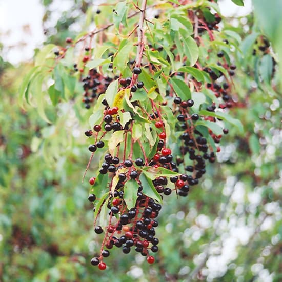 Cherry Black