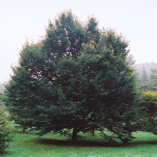 NetPS Plant Finder (www.netpsplantfinder.com)