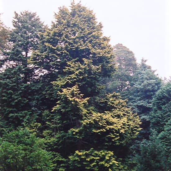 NetPS Plant Finder (www.netpsplantfinder.com)