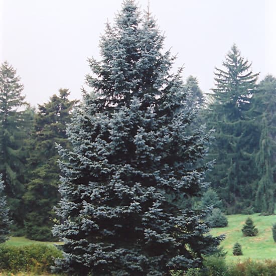 Spruce Hoopsi