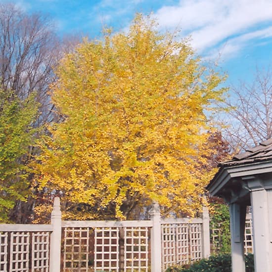 Ginkgo Fastigiata