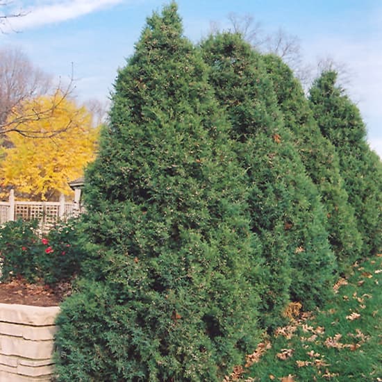 Juniper Mountbatten