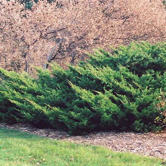 NetPS Plant Finder (www.netpsplantfinder.com)