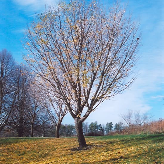 NetPS Plant Finder (www.netpsplantfinder.com)