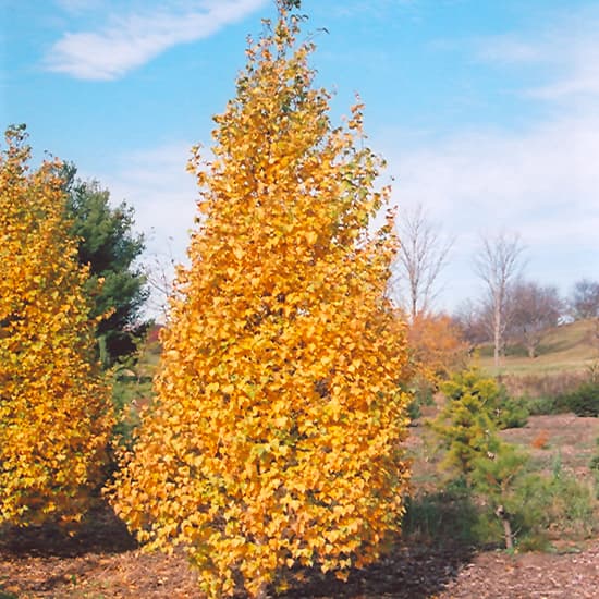 Birch Whitespire