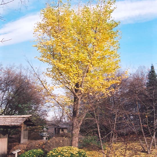 NetPS Plant Finder (www.netpsplantfinder.com)