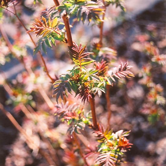 NetPS Plant Finder (www.netpsplantfinder.com)