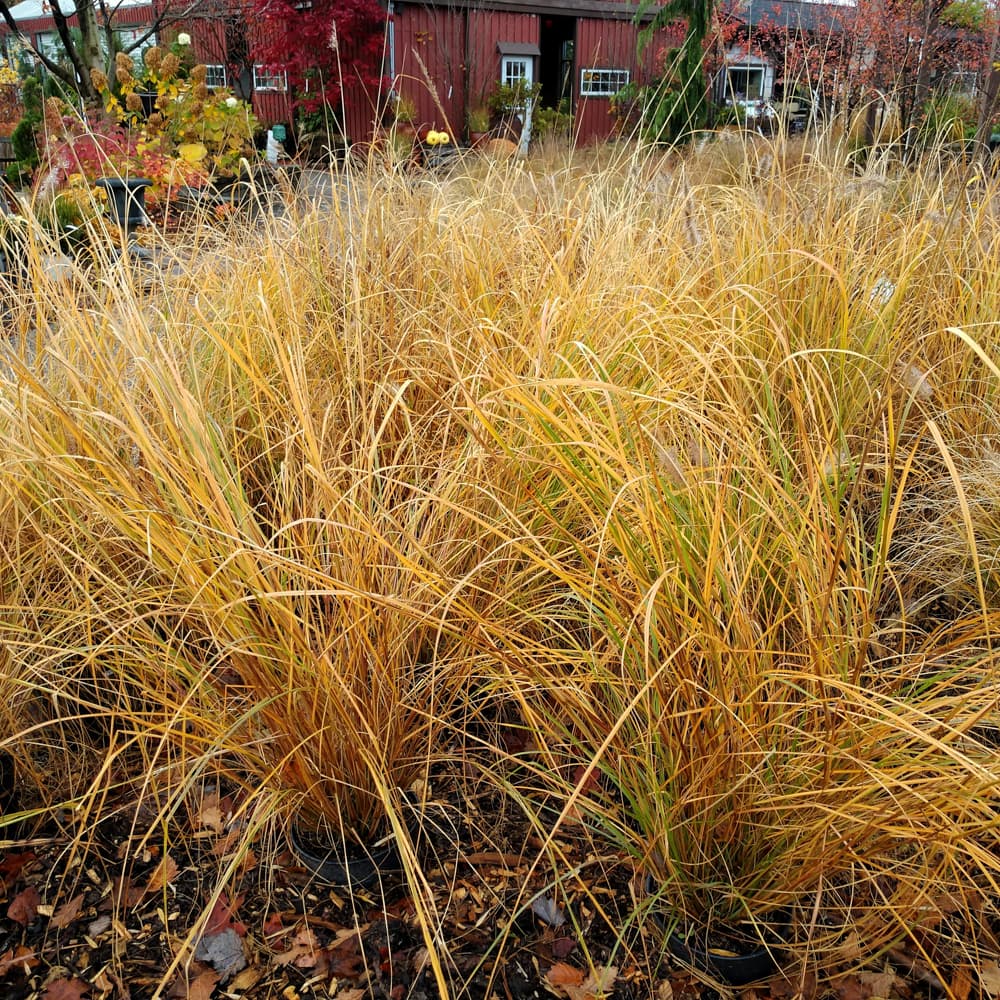 Grass Fountain Foxtrot