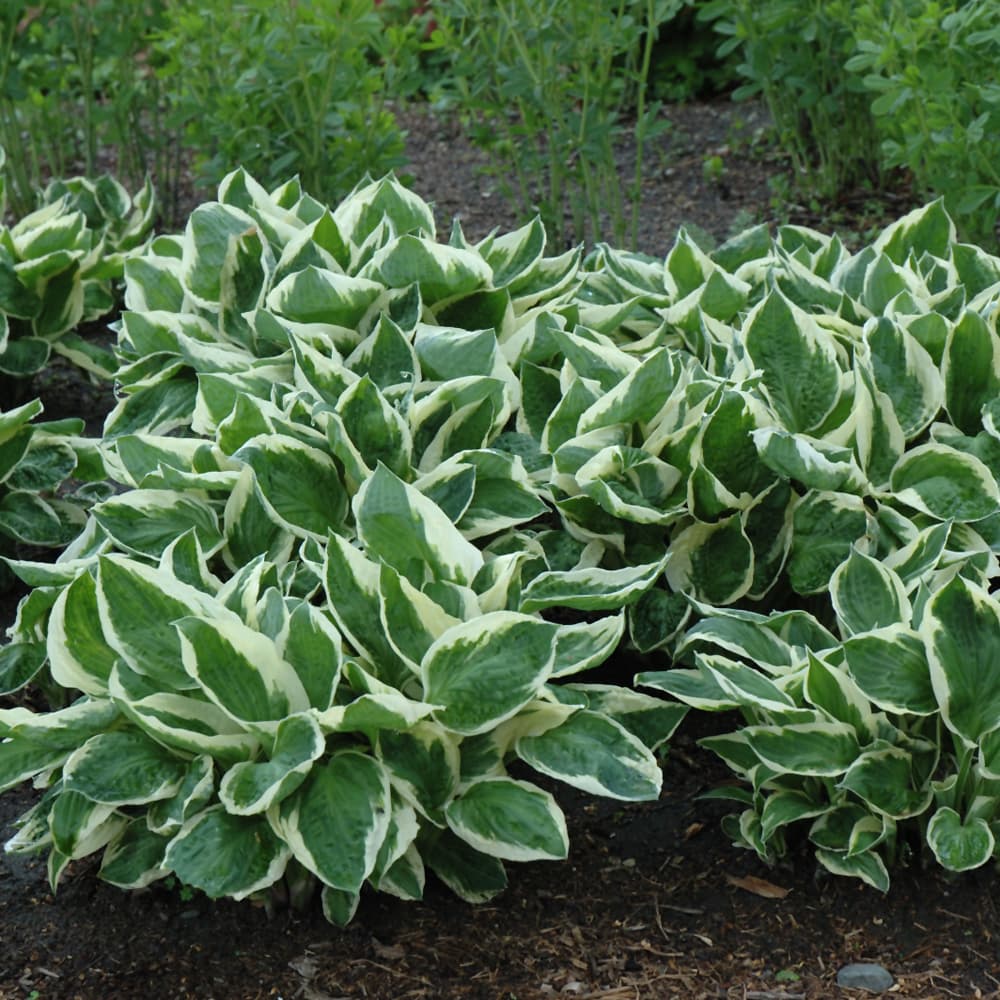 NetPS Plant Finder (www.netpsplantfinder.com)