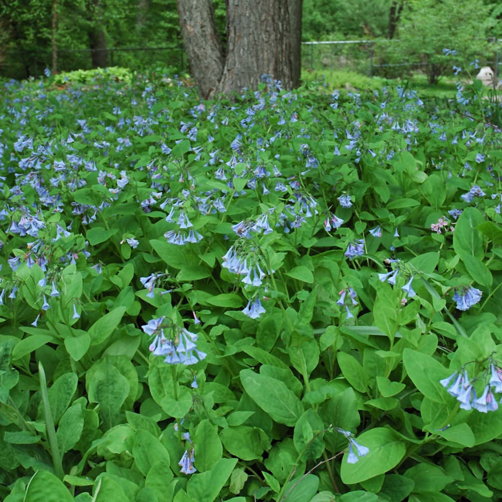 NetPS Plant Finder (www.netpsplantfinder.com)