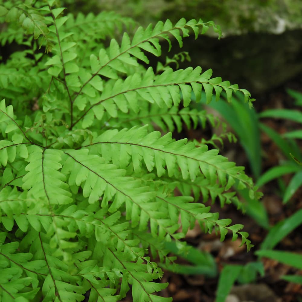 NetPS Plant Finder (www.netpsplantfinder.com)