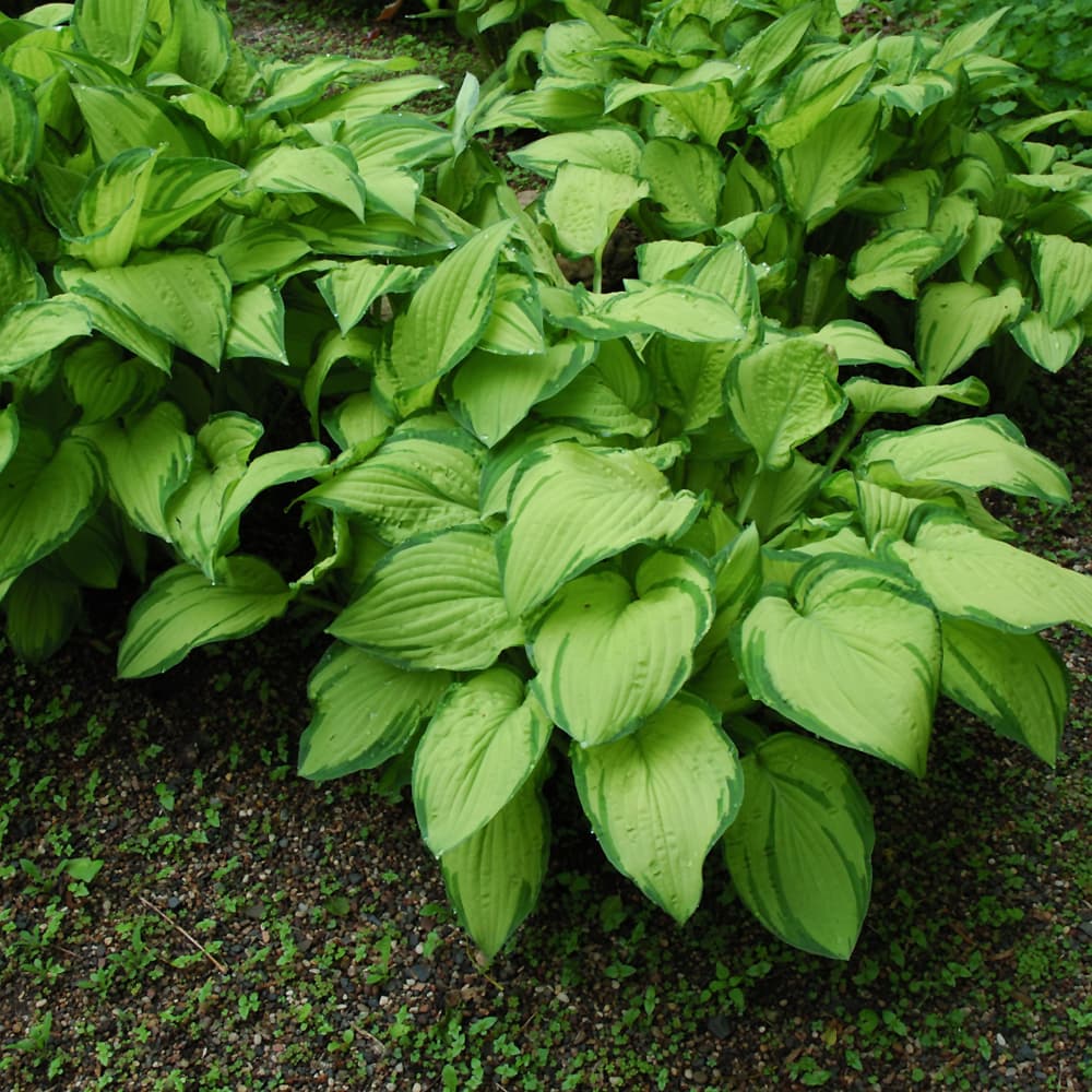 NetPS Plant Finder (www.netpsplantfinder.com)