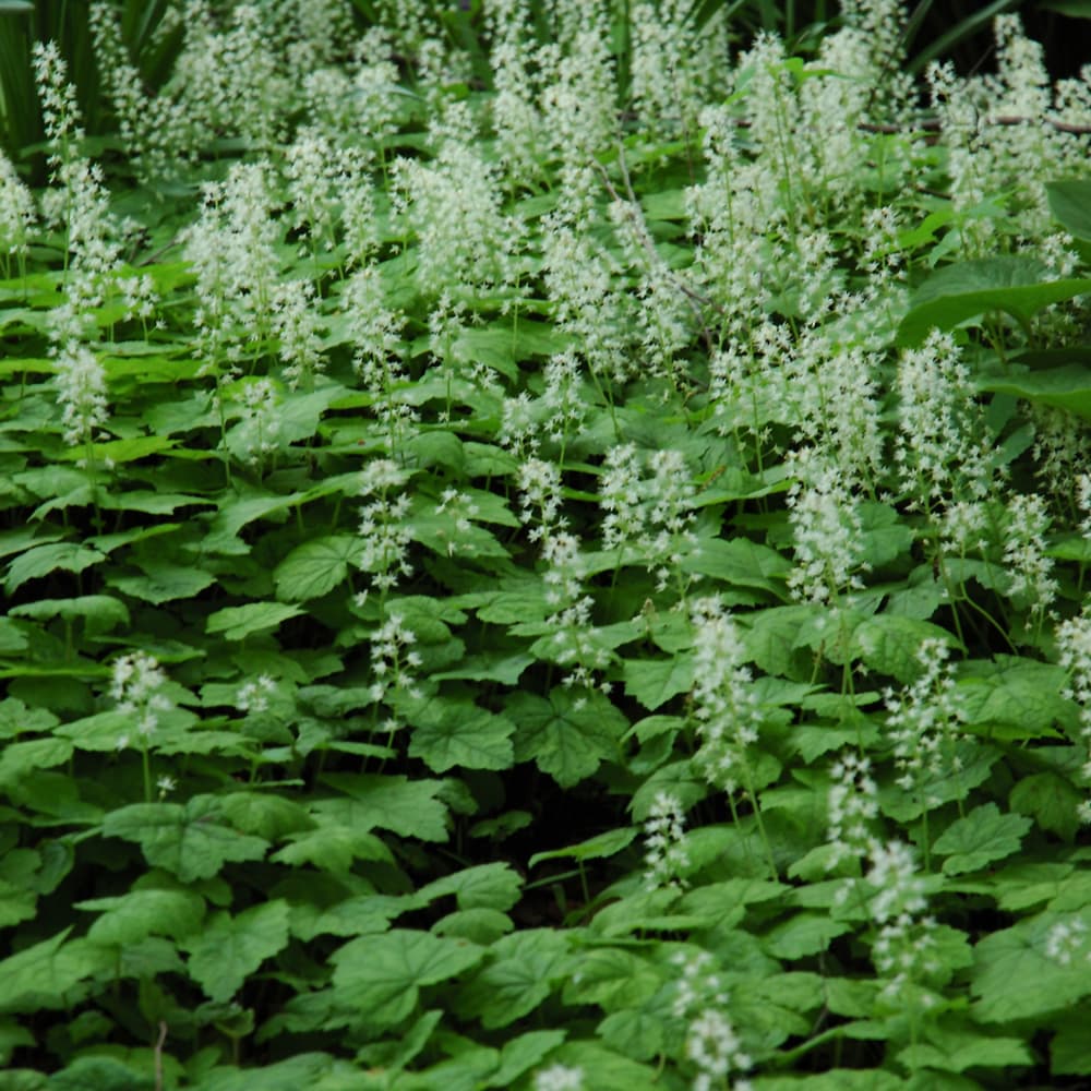 NetPS Plant Finder (www.netpsplantfinder.com)