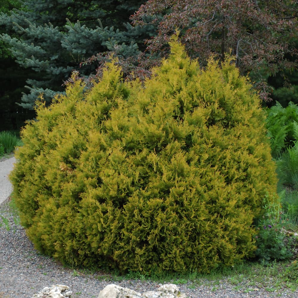Arborvitae Rheingold
