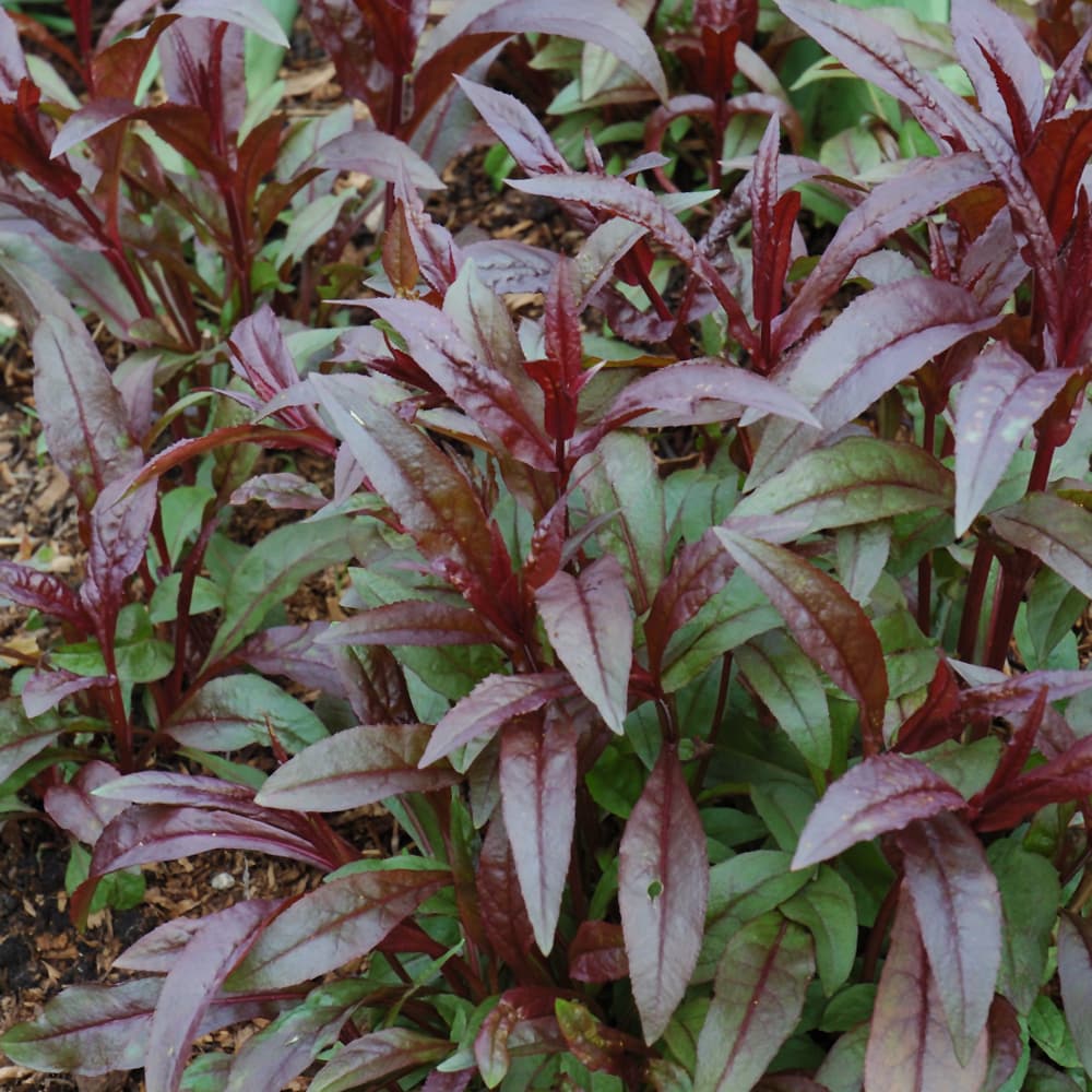 NetPS Plant Finder (www.netpsplantfinder.com)