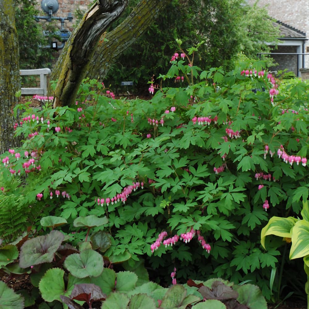 NetPS Plant Finder (www.netpsplantfinder.com)
