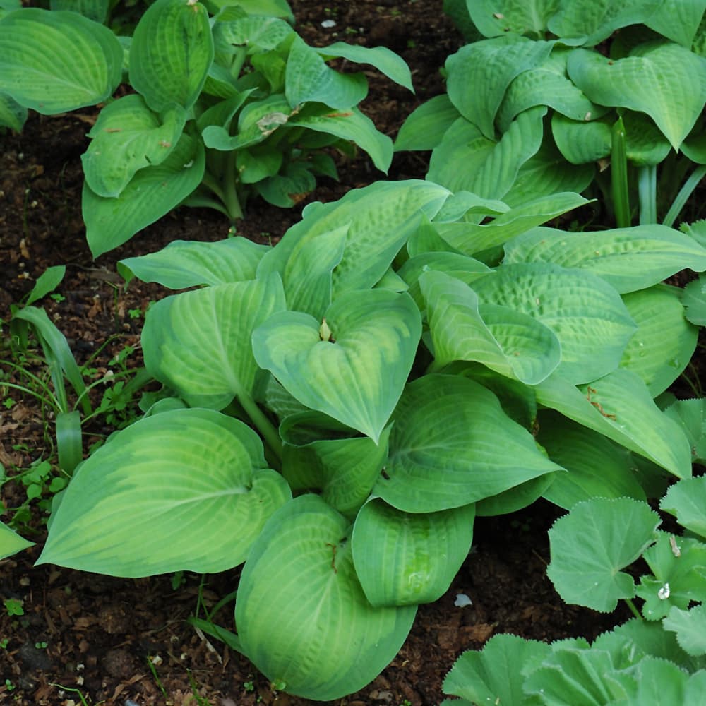 NetPS Plant Finder (www.netpsplantfinder.com)