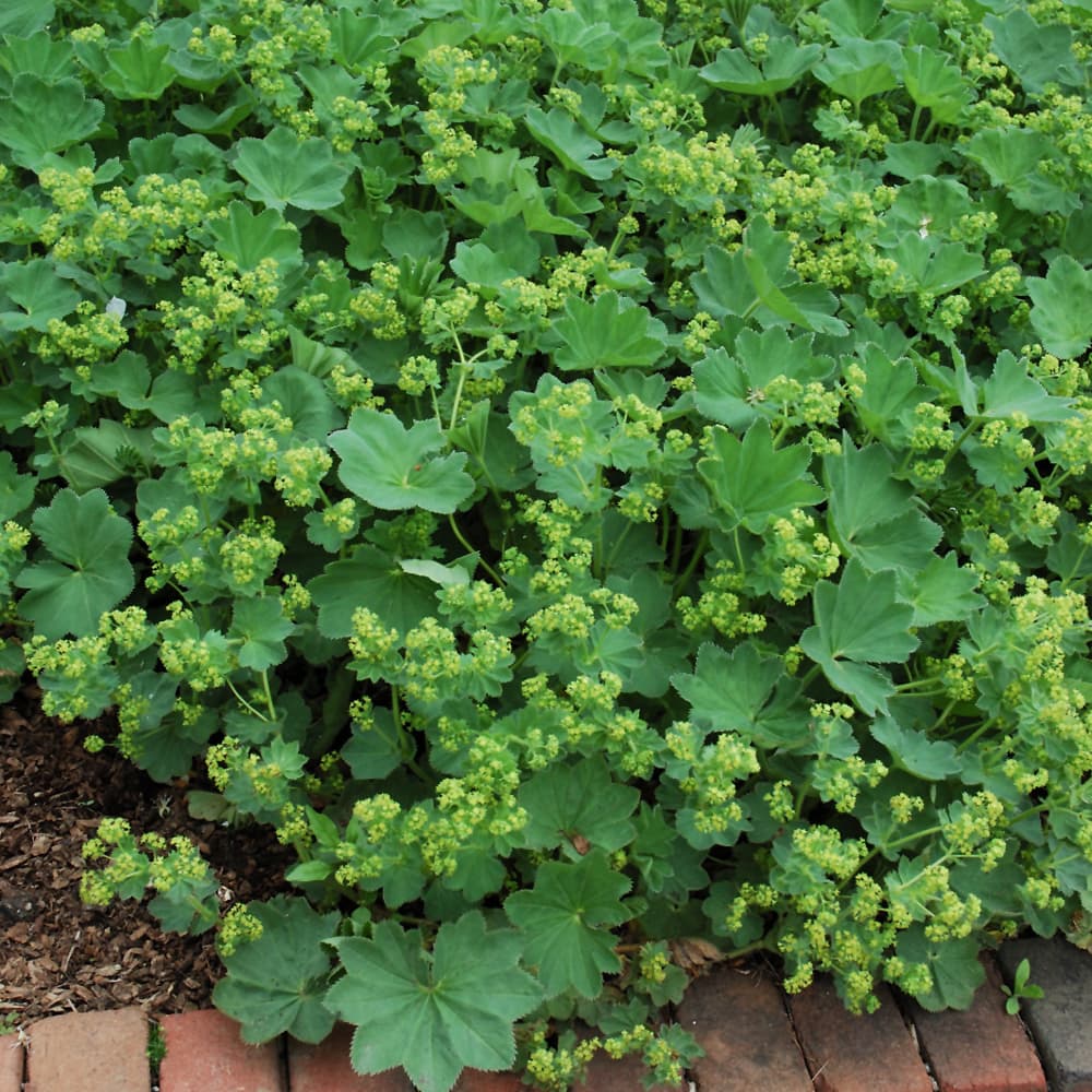 NetPS Plant Finder (www.netpsplantfinder.com)