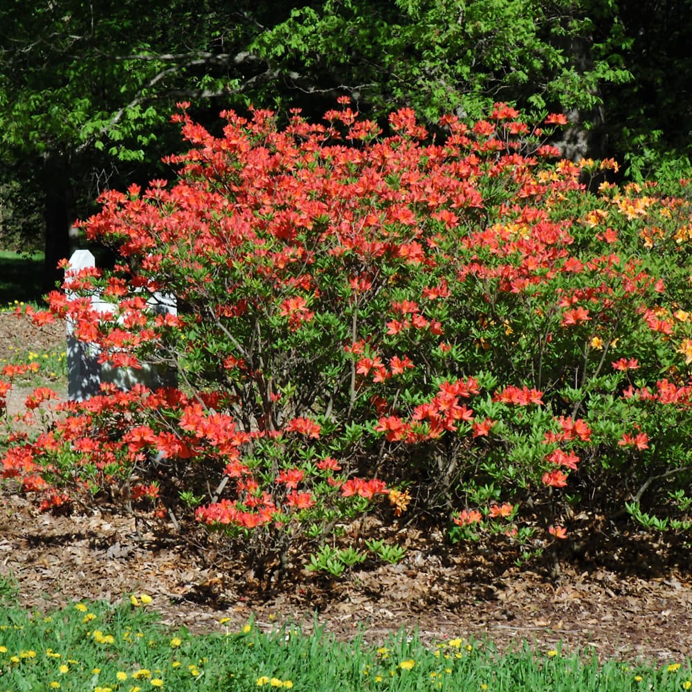 NetPS Plant Finder (www.netpsplantfinder.com)