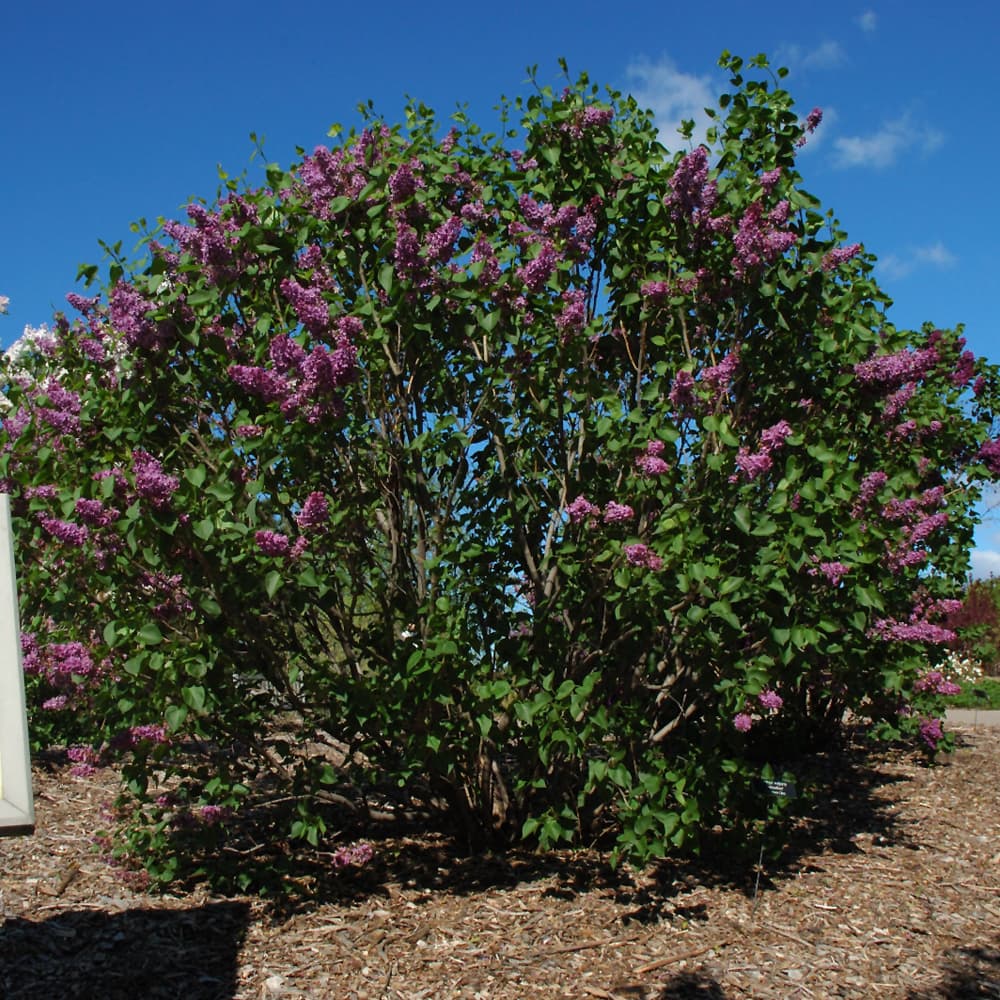 NetPS Plant Finder (www.netpsplantfinder.com)