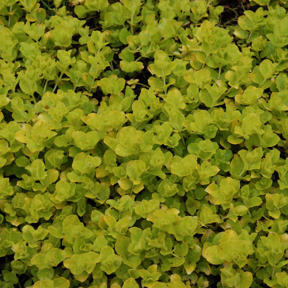 NetPS Plant Finder (www.netpsplantfinder.com)