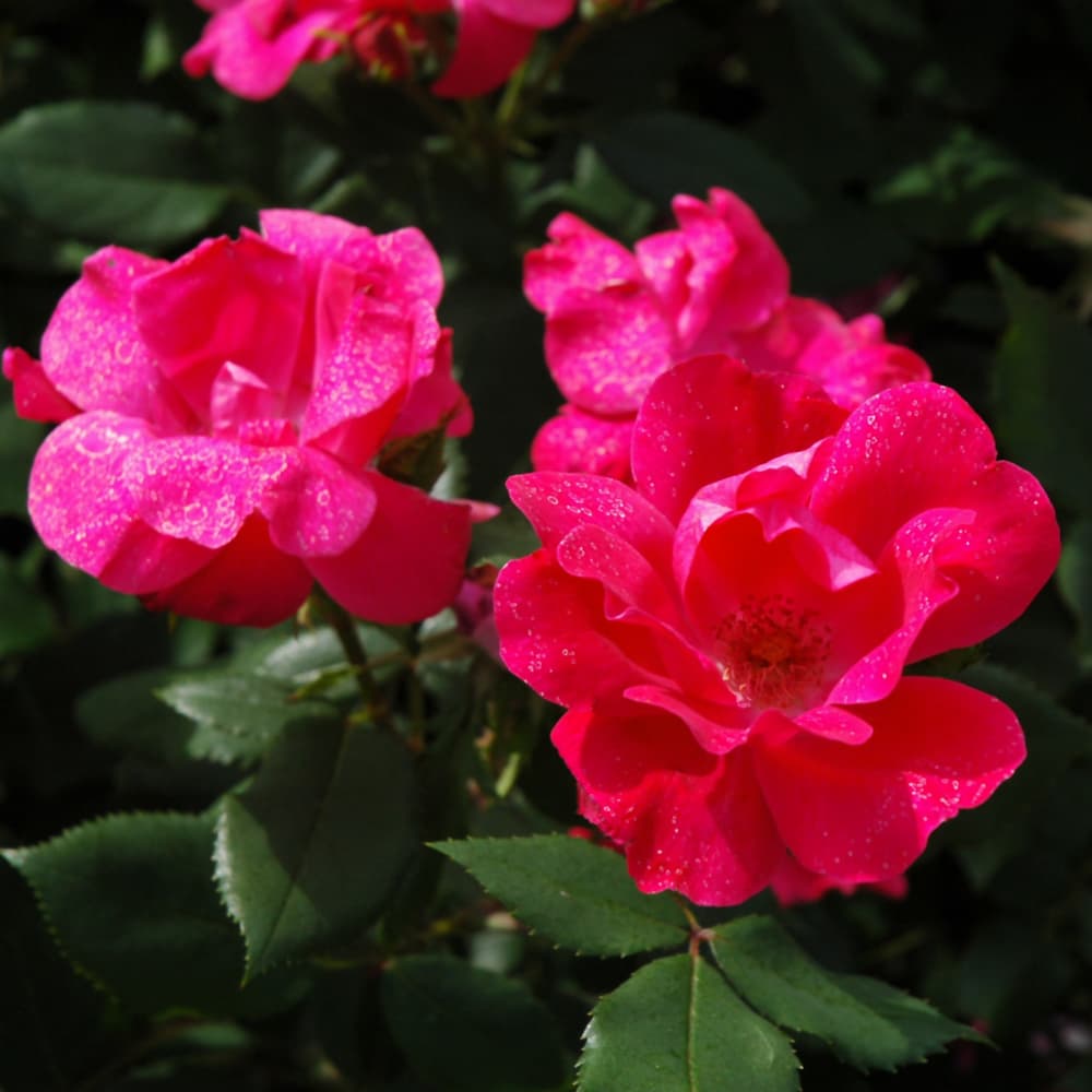 NetPS Plant Finder (www.netpsplantfinder.com)