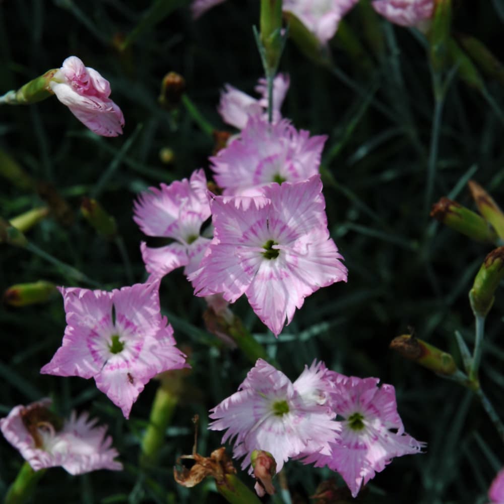 NetPS Plant Finder (www.netpsplantfinder.com)