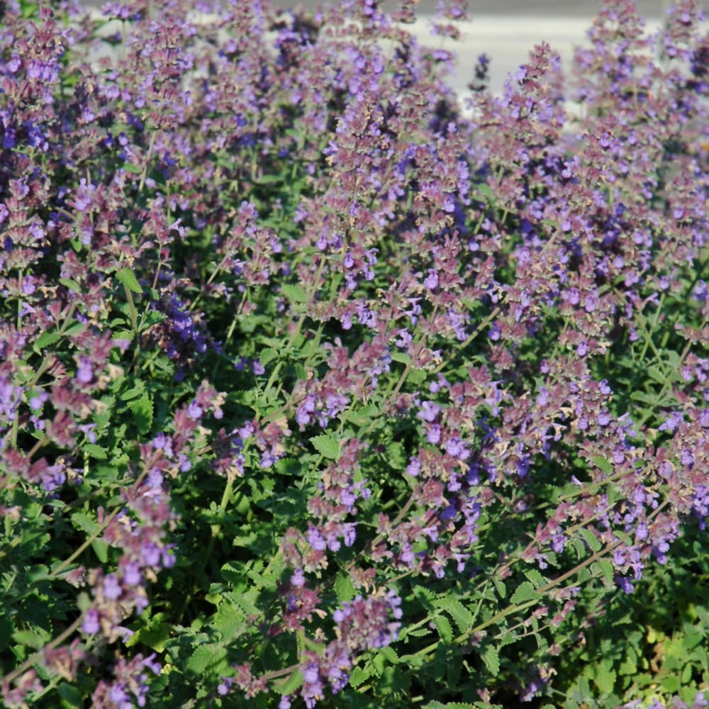 NetPS Plant Finder (www.netpsplantfinder.com)