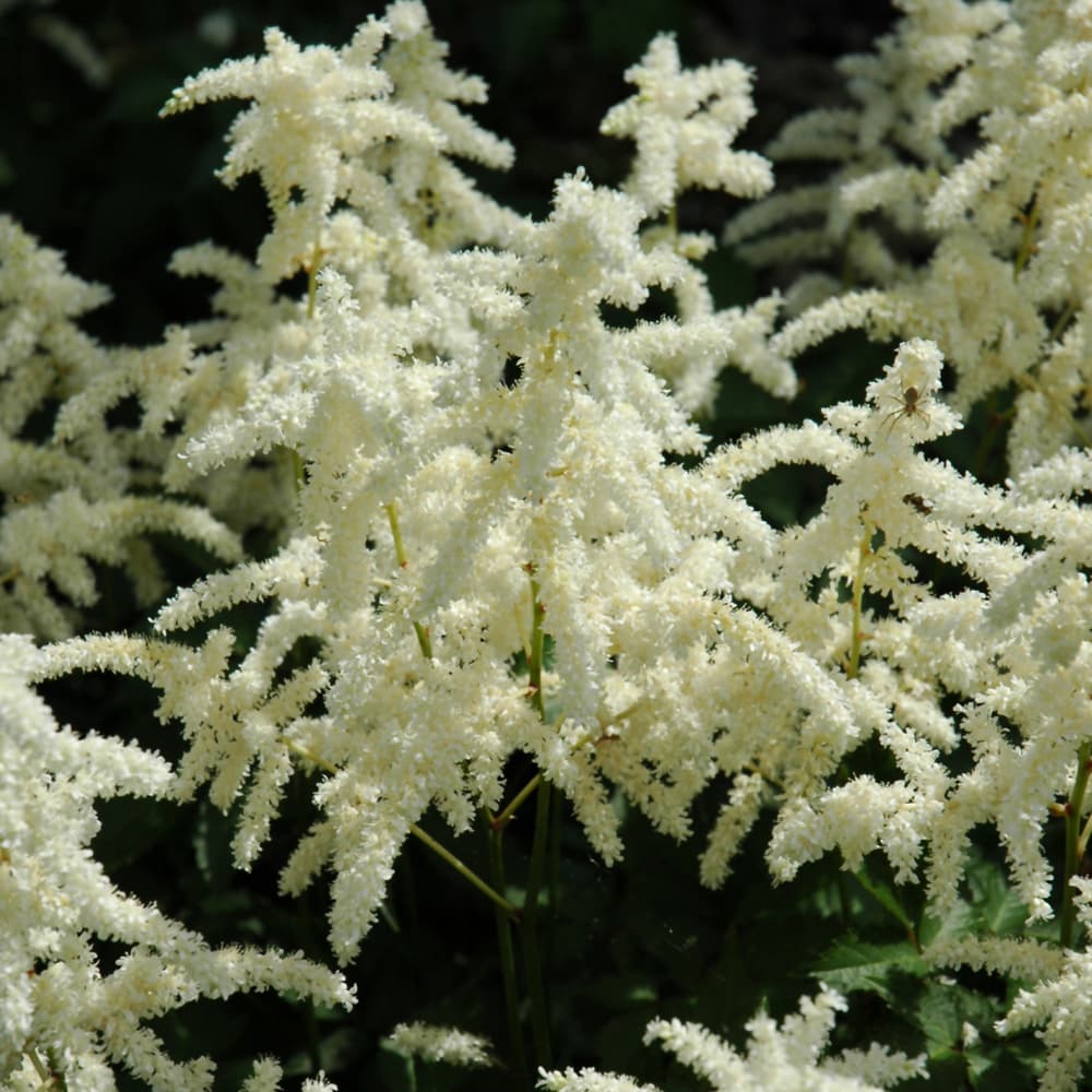 Astilbe Bridal Veil