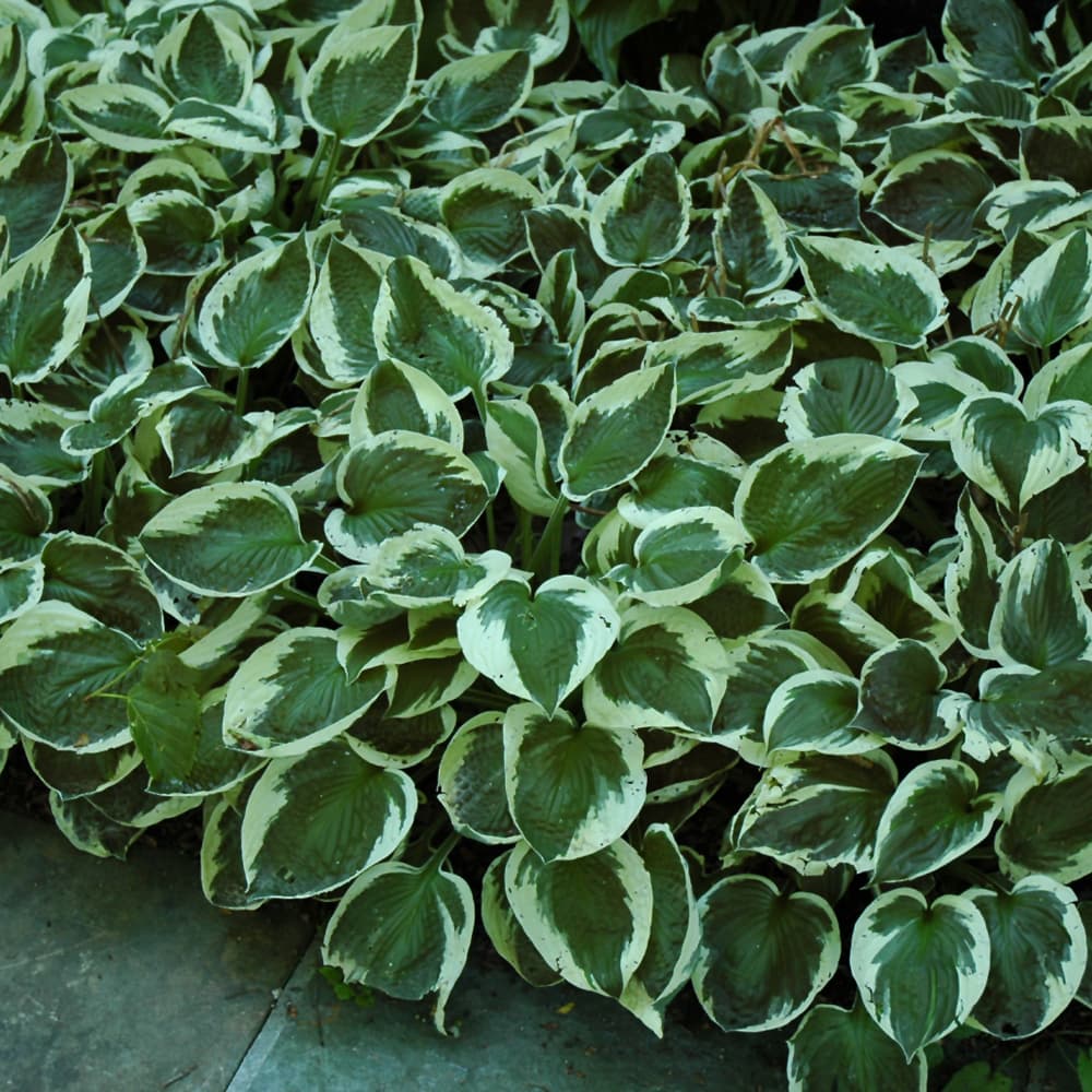 NetPS Plant Finder (www.netpsplantfinder.com)