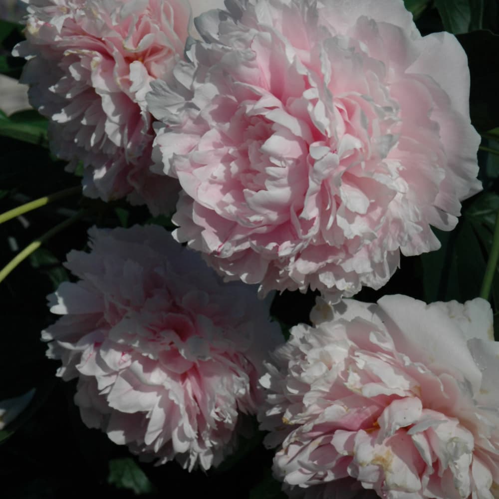 NetPS Plant Finder (www.netpsplantfinder.com)