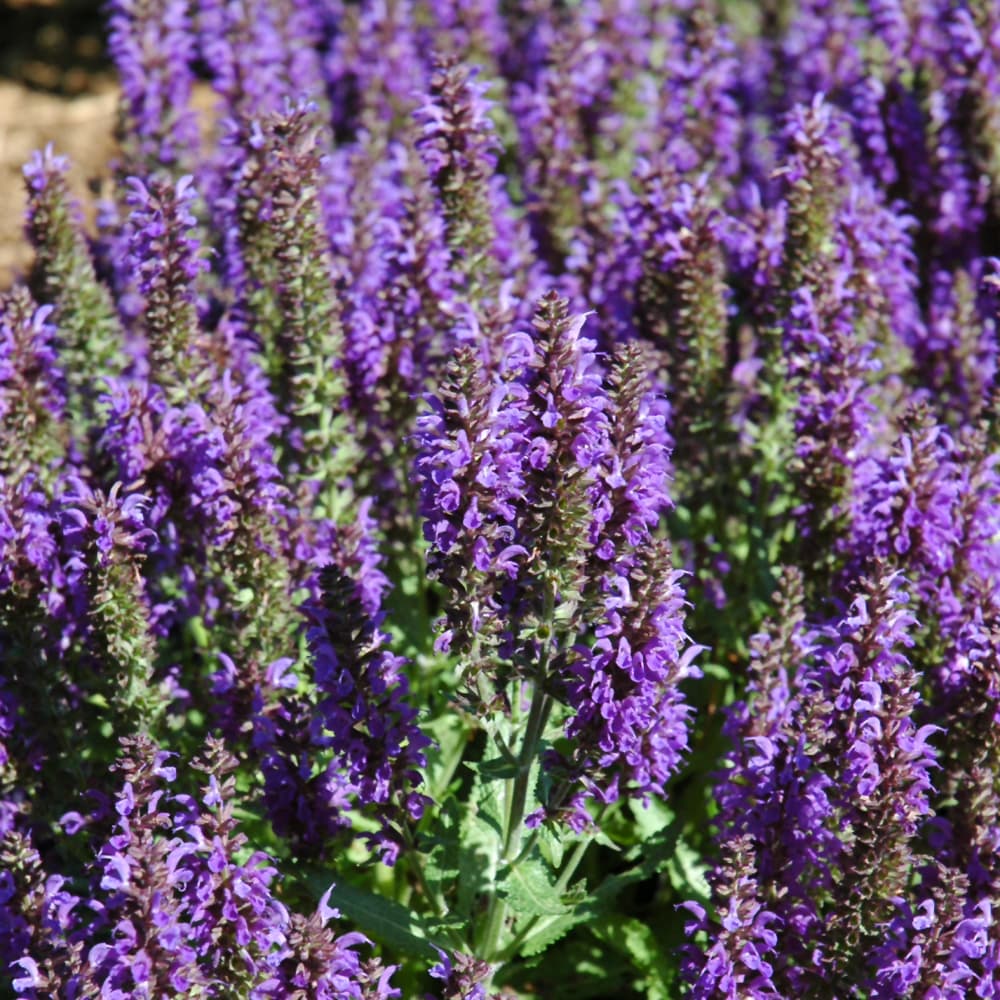 NetPS Plant Finder (www.netpsplantfinder.com)