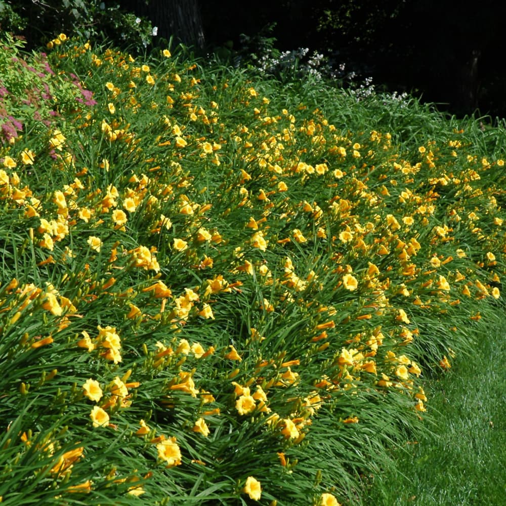 NetPS Plant Finder (www.netpsplantfinder.com)